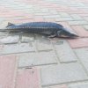 Иконка канала Рыбанутый 0.02
