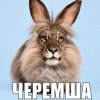 Иконка канала черемша