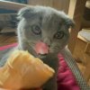 Иконка канала Кира тока