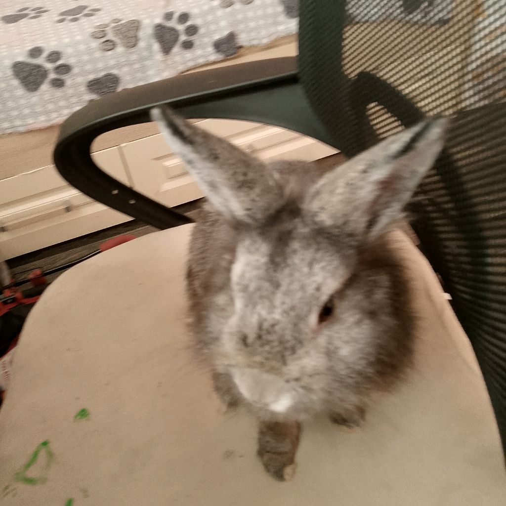 Иконка канала ﹤³★~•.Little.Bonya.(Your.Femboy.Rabbit)•~★﹤³