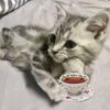 Иконка канала _ωtrashω_