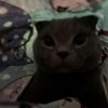 Иконка канала Котик