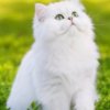 Иконка канала Нейрокот 2026