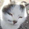 Иконка канала Тойчик Арчи