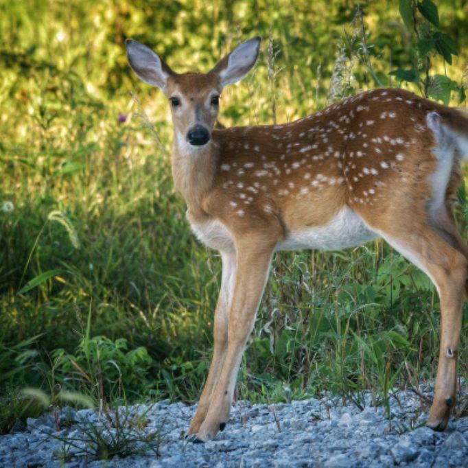 💚𝓦𝓲𝓵𝓭_𝓭𝓮𝓮𝓻🦌