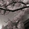 Иконка канала Lovely_Alex