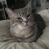 Иконка канала Котики Топ