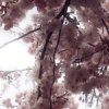 Иконка канала вика чери💗