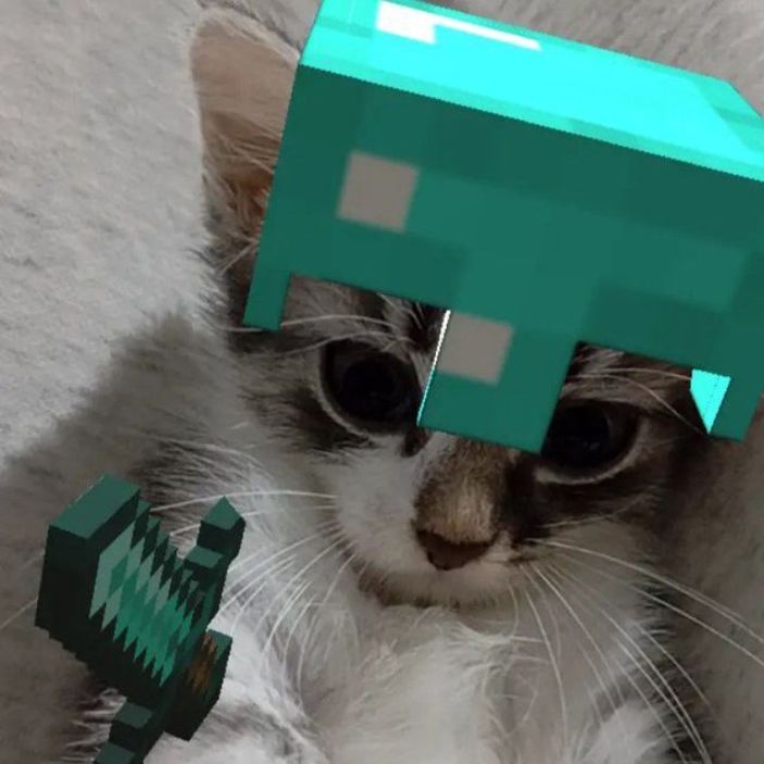 Даша кот