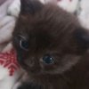 Иконка канала Котёнок