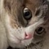 Иконка канала ЧудоТВ котэ