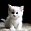 Иконка канала Котёнок