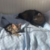 Иконка канала Котейка про