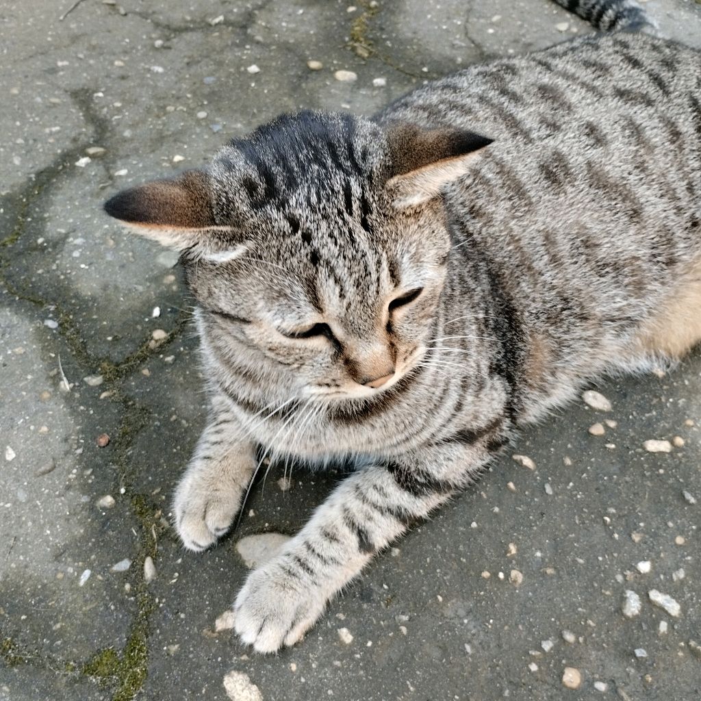 Иконка канала The Cat