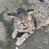 Иконка канала The Cat