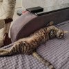 Иконка канала Умный Котик❤️