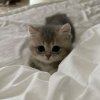 Иконка канала ⬛Secret AGent⬛ ➤ Бдж