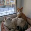 Иконка канала Теликошка 😎🤭😺