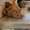 Иконка канала Catmay 🐱🐱🐱🐱🐱🐱🐱🐱🐱🐱🐱
