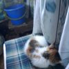 Иконка канала Котёнок Фиалкаl79843929