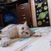 Иконка канала Кузя