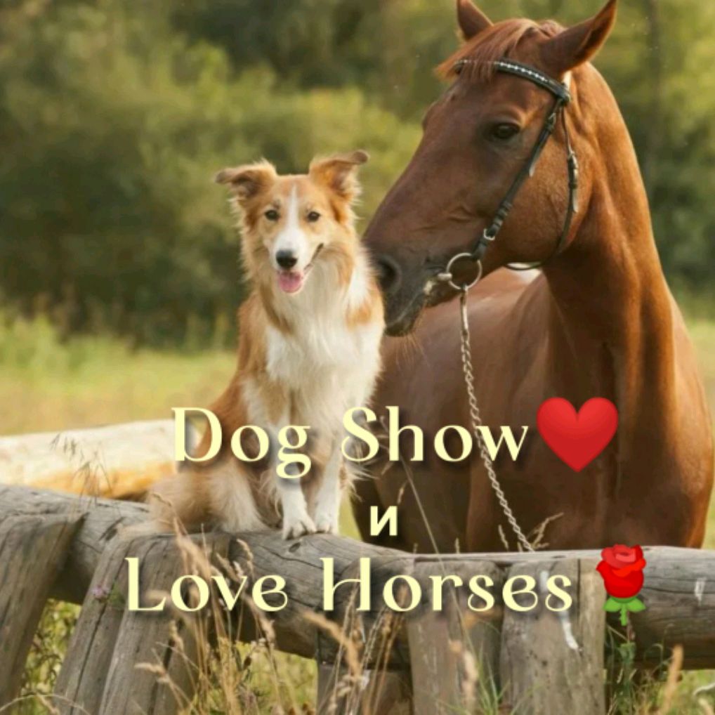 Иконка канала Dog Show  ПДБ❤️ / Love Horses 🌹