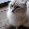 Иконка канала Пивные котики