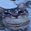Иконка канала YT_Nik8