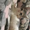 Иконка канала ЛЁШКА_КАРТОШКА🐈