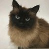 Иконка канала киса🐈😻