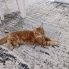 Иконка канала Фан вискаса.