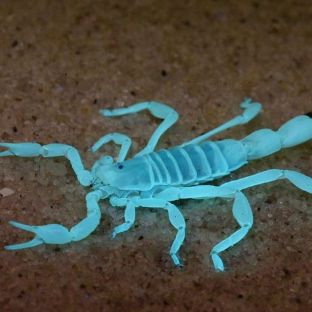 Иконка канала Альбинос116