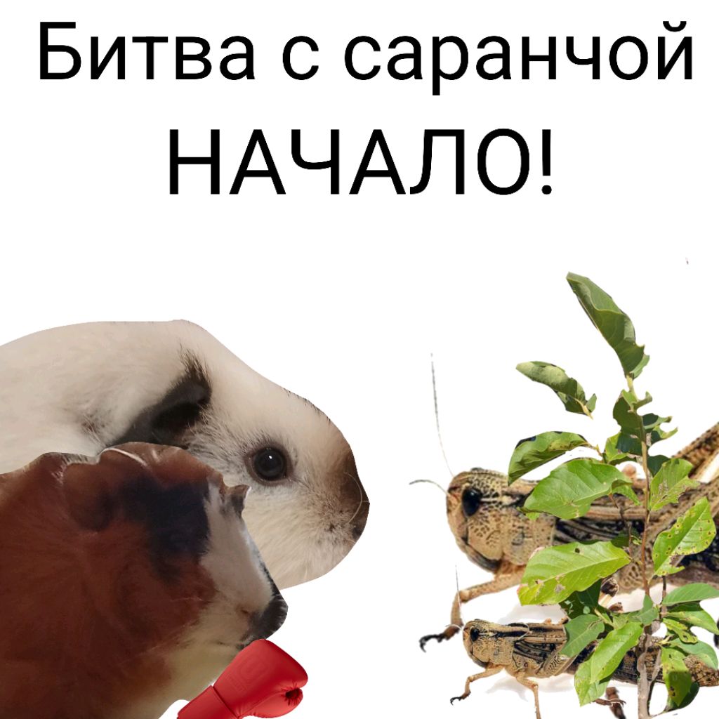 Иконка канала Жизнь Маргошиных свинок
