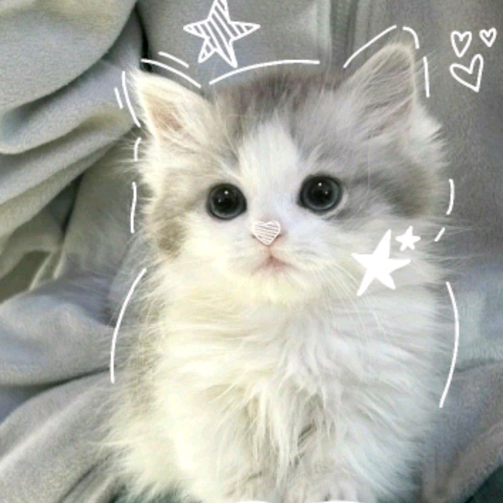 Иконка канала Мир котики 🩷