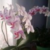 Иконка канала channel79011676 У Богдановны.Наша Жизнь.