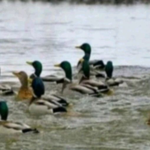 Иконка канала Уточка mallard 🦆