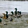 Иконка канала Уточка mallard 🦆