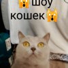 Иконка канала 🙀Шоу Кошек🙀