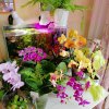 Иконка канала 🌸СИДИМ НА ЛАВОЧКЕ 🌺🏵🌸🌿🌿