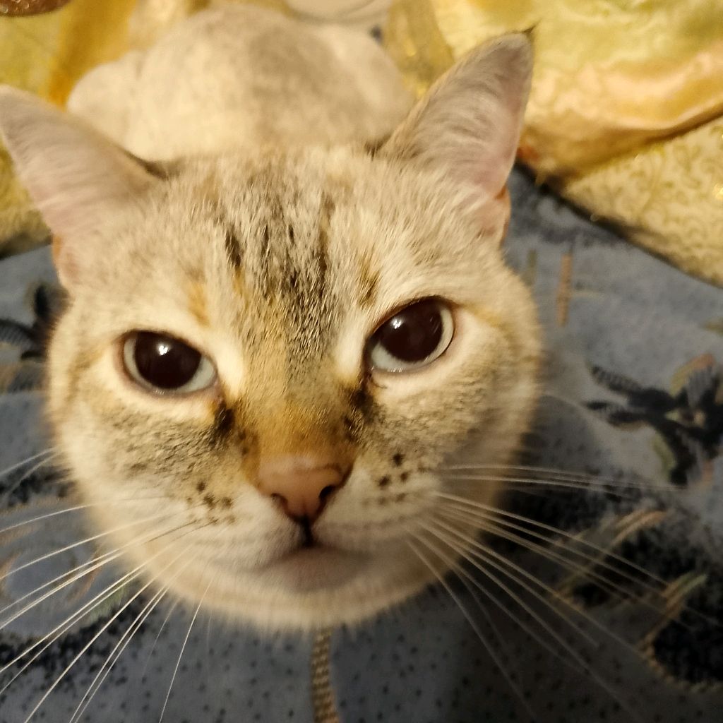 Иконка канала Теликошка 😎🤭😺