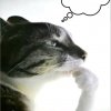Иконка канала Кошак