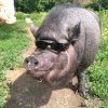 Иконка канала Dg Kaban