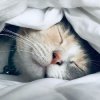 Иконка канала Истории Перед Сном