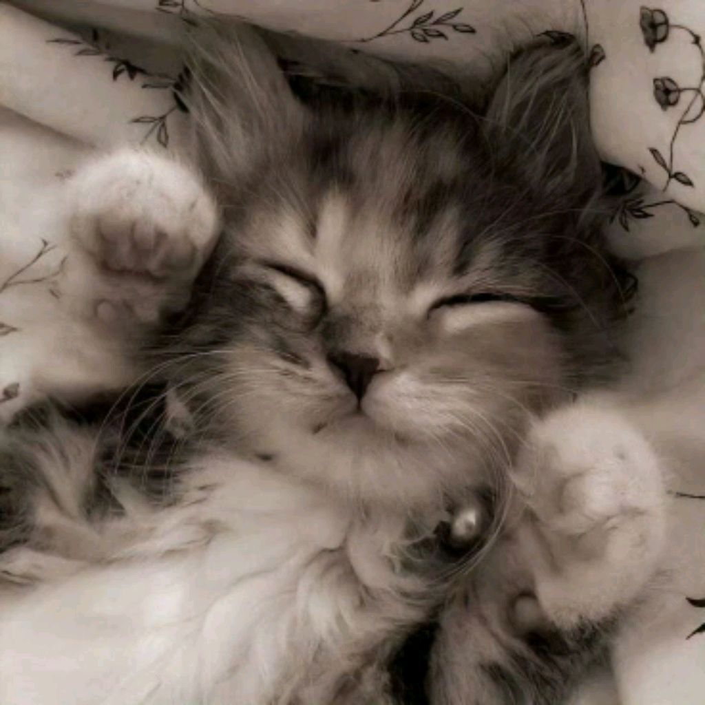Иконка канала 🧸🎀Ꮯᴏɸᴋᴀ-ⲙⲟⲣⲕⲟⲃⲕⲁ🥕🌸