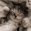 Иконка канала 🧸🎀Ꮯᴏɸᴋᴀ-ⲙⲟⲣⲕⲟⲃⲕⲁ🥕🌸