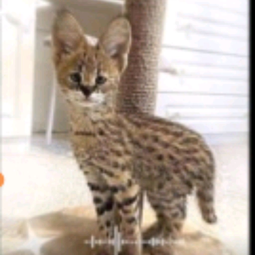 Иконка канала 😺..﹤MiSs_MiLasha..﹥😺