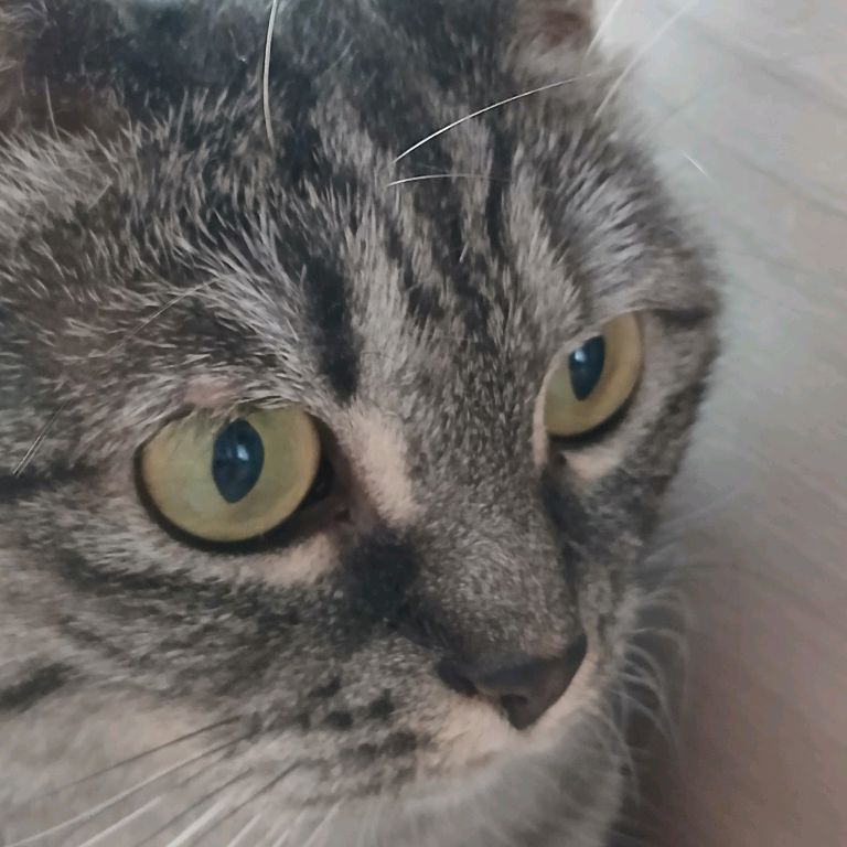 Иконка канала Милакотик 🐱