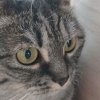 Иконка канала Милакотик 🐱