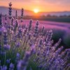 Иконка канала Лаванда🌺