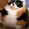 Иконка канала CookiePkayGD